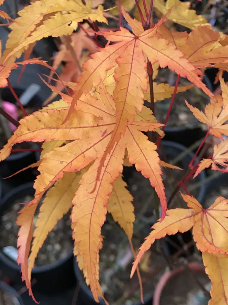 Beni Kawa Japanese Maple 3g