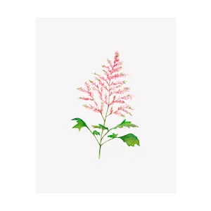 Floral Print- Astilbe