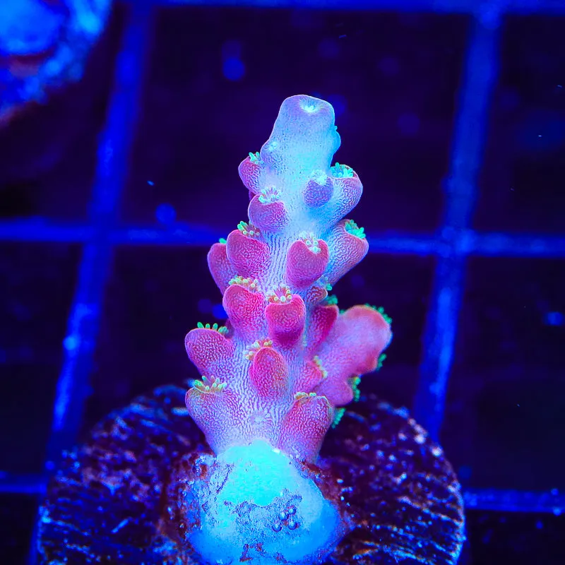 Jake Adams Rose Acropora Coral