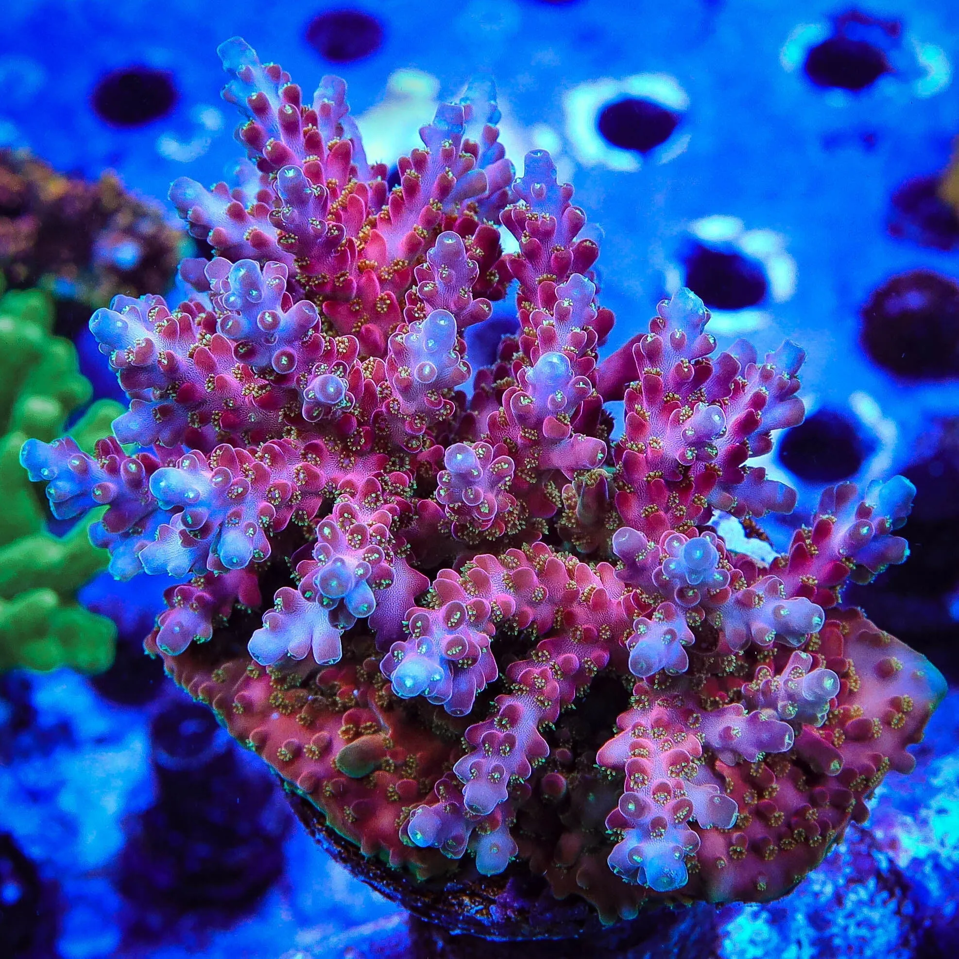 Jake Adams Rose Acropora Coral