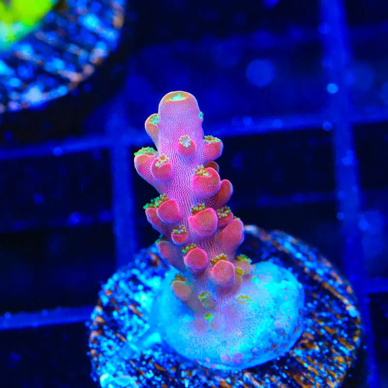 Jake Adams Rose Acropora Coral