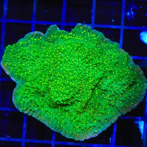 JF Pink Rim Montipora Colony Coral