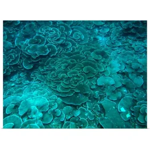 "Cabbage coral reef" Poster Print - Multi