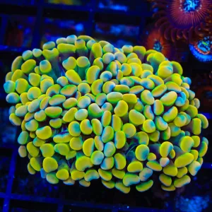 Rainbow Hammer Coral - Multi Head