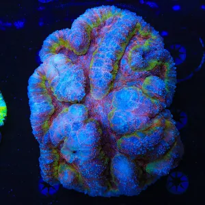 Rainbow Symphyllia Coral