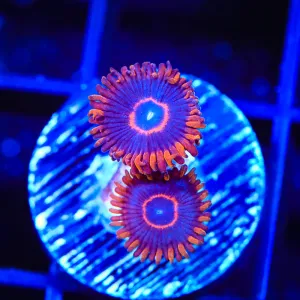 Red Hornets Zoanthids Coral