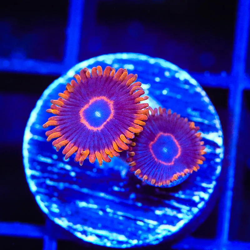 Red Hornets Zoanthids Coral