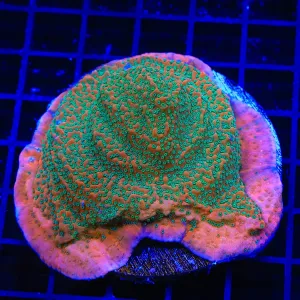 TSA Apple Jacks Montipora Colony Coral