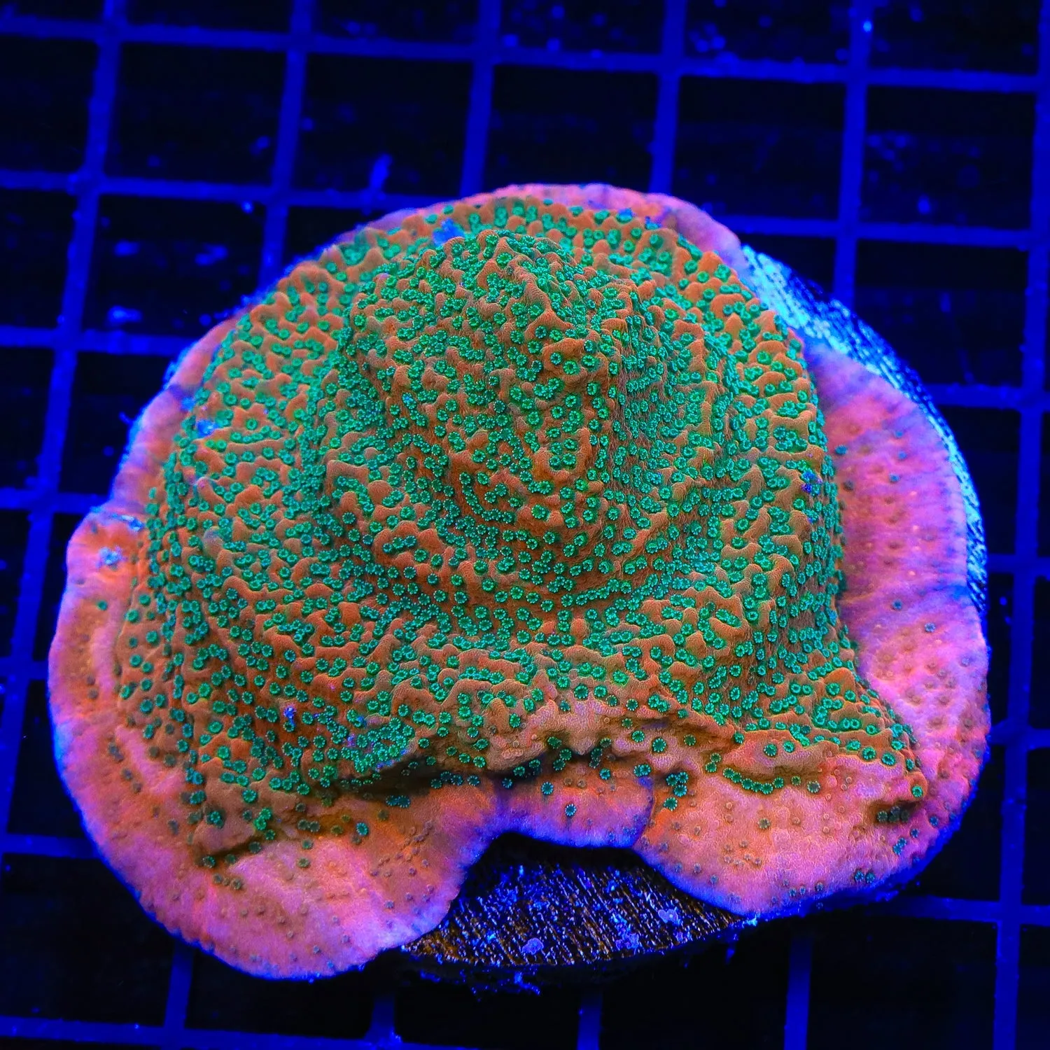 TSA Apple Jacks Montipora Colony Coral