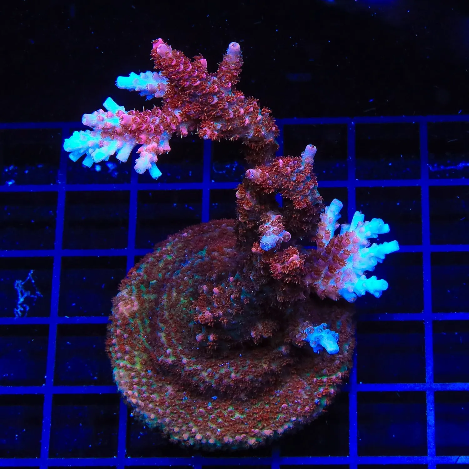 TSA Daydream Acropora Colony Coral