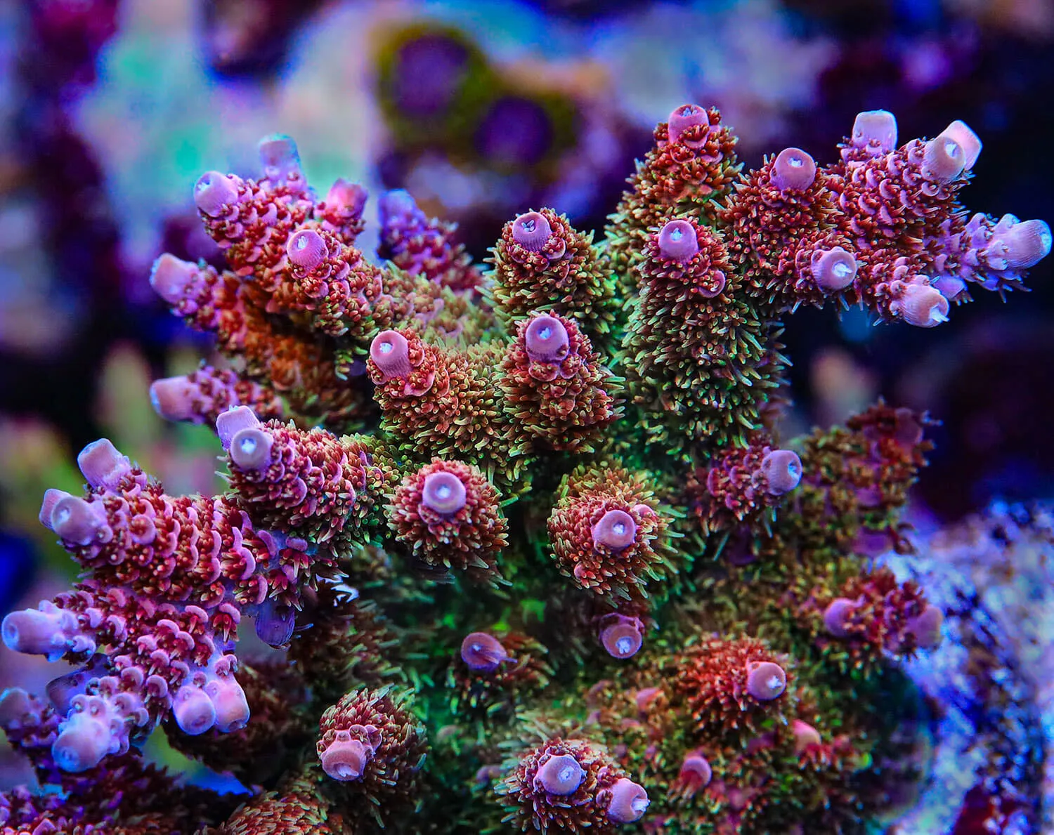 TSA Four Loko Acropora Coral