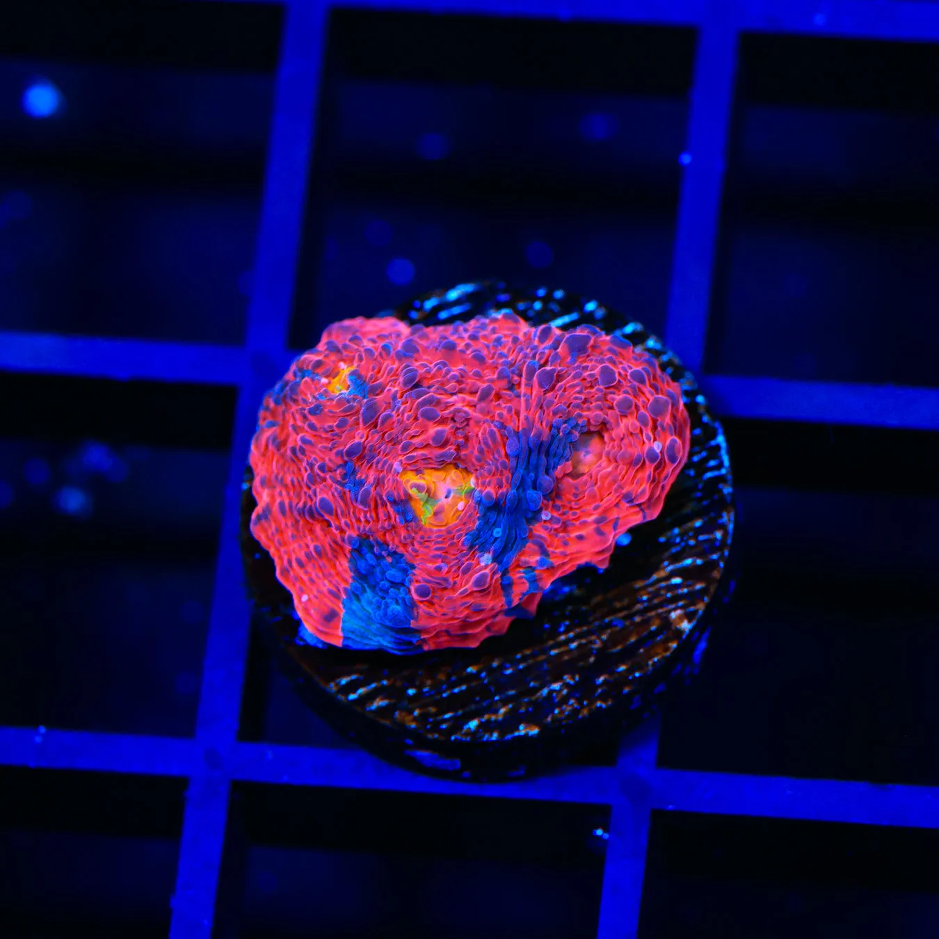 TSA Happy Little Colors Chalice Coral