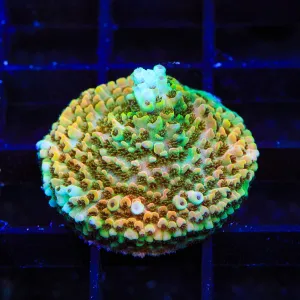 TSA Lion O Acropora Coral