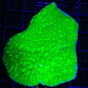 TSA Neon Green Undata Montipora Coral