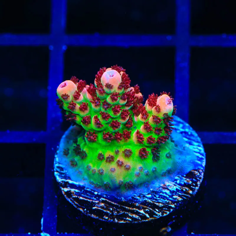 TSA Princess Peach Acropora Coral