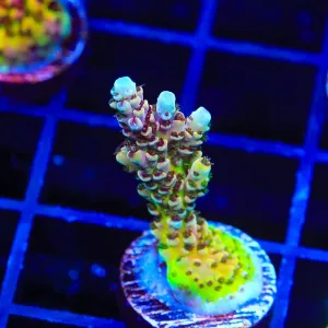 TSA Rainbow Sherbet Acropora Coral