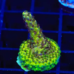 TSA Two to Tango Acropora Coral