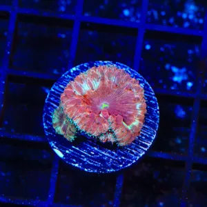 TSA Watermelon Sugar Blastomussa Coral