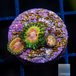 UC Fallen Icarus Zoanthids - 3-4 Polyps Stock Frags