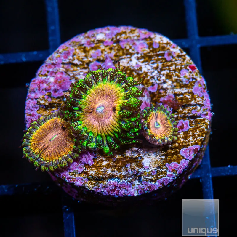 UC Fallen Icarus Zoanthids - 3-4 Polyps Stock Frags