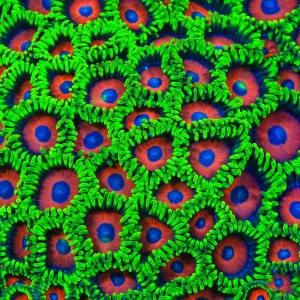 Whammin Watermelon Zoanthid Coral