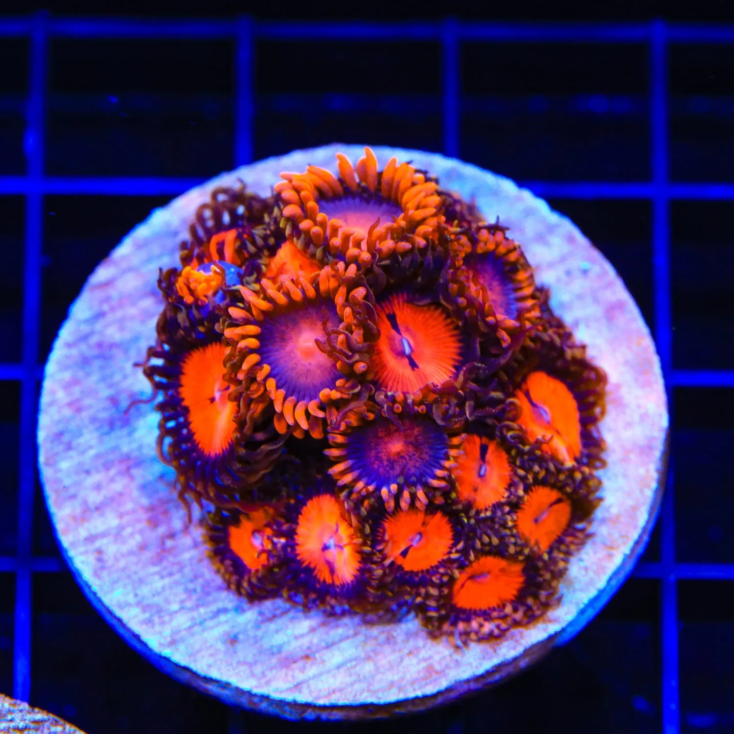 WWC Bloodsucker Combo Zoanthids Colony Coral